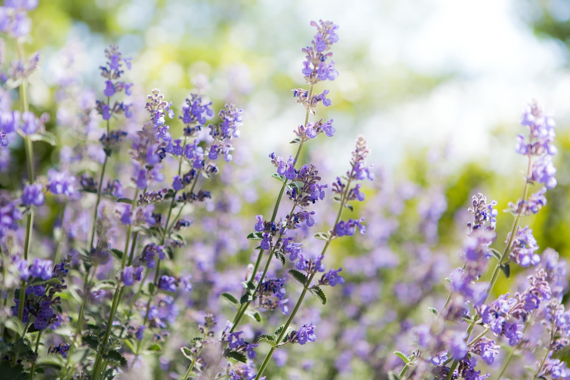 catmint (nepeta lavender) flowers in focus