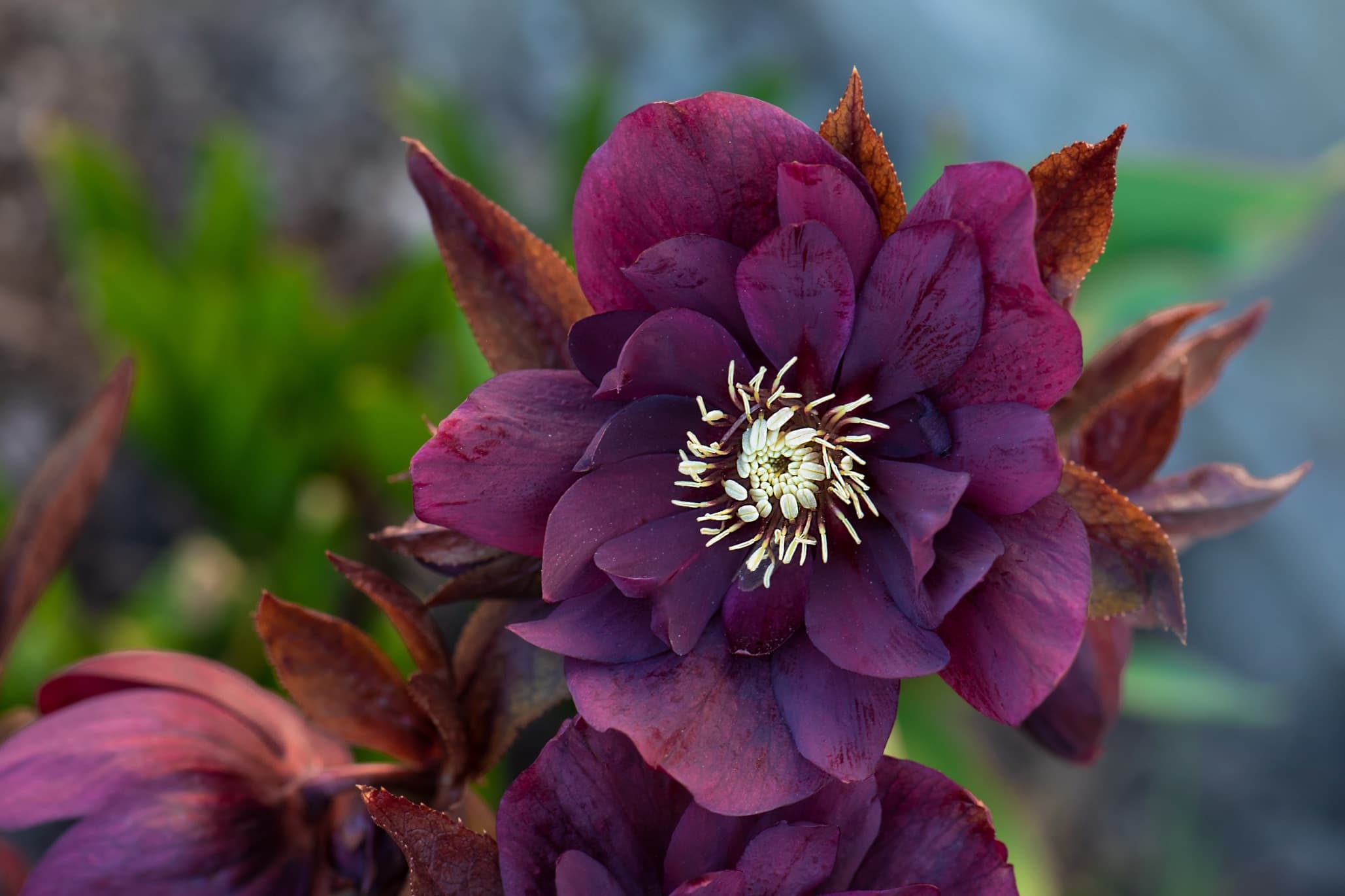 large dark purple flower of Helleborus orientalis 'Queens Double Red'