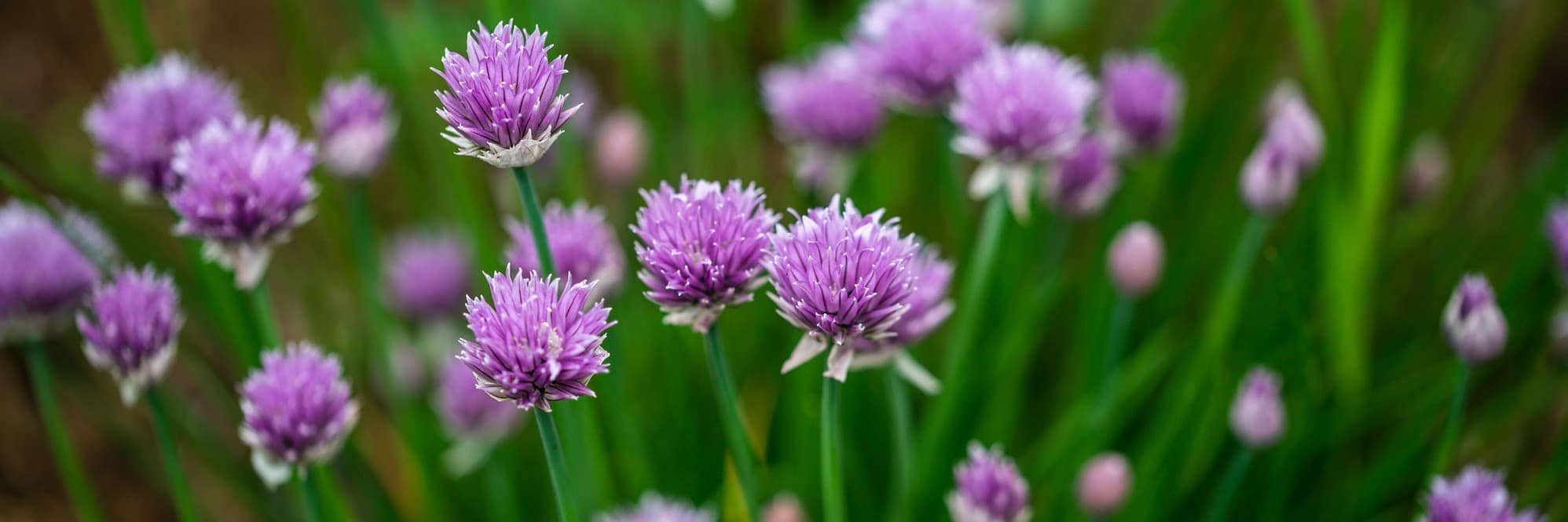 chives with purple flowers
