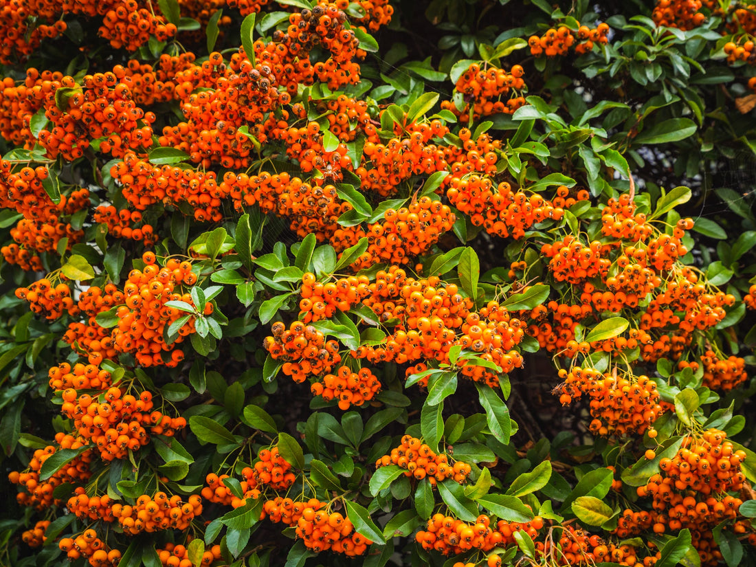 orange berries growing from a pyracantha shrub with green leaves