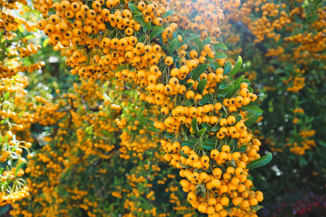 orange berries from a pyracantha shrub with green foliage growing outside