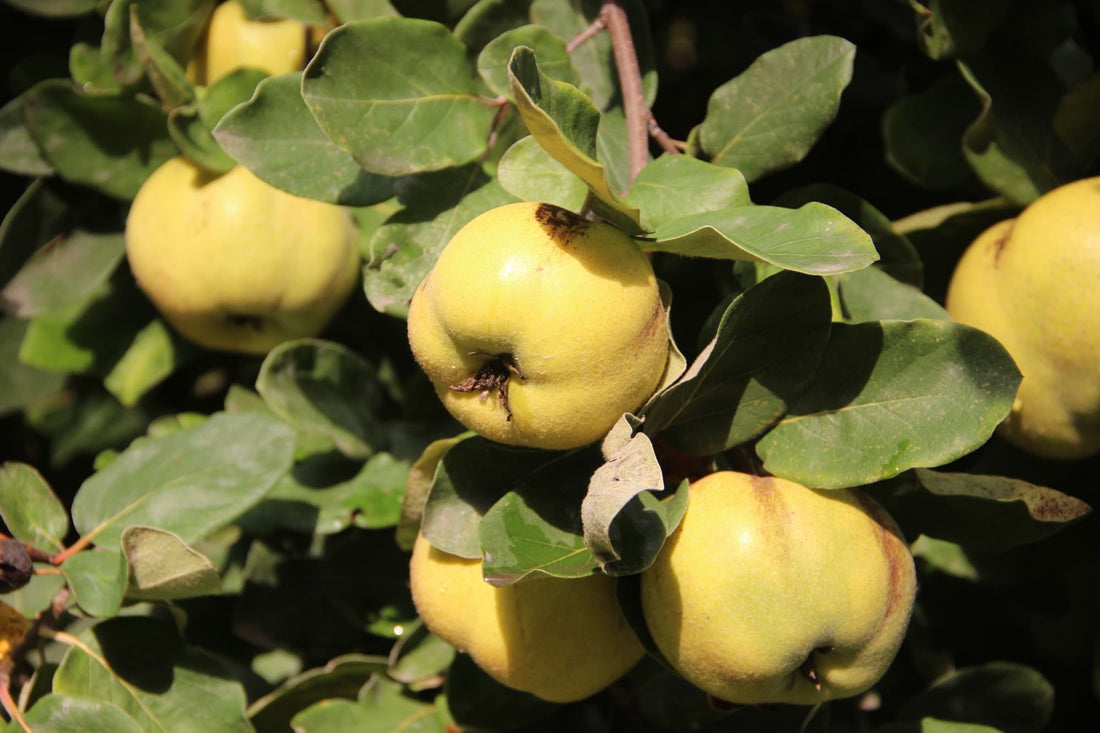 yellow quince fruit that are growing from the foliage covered tree