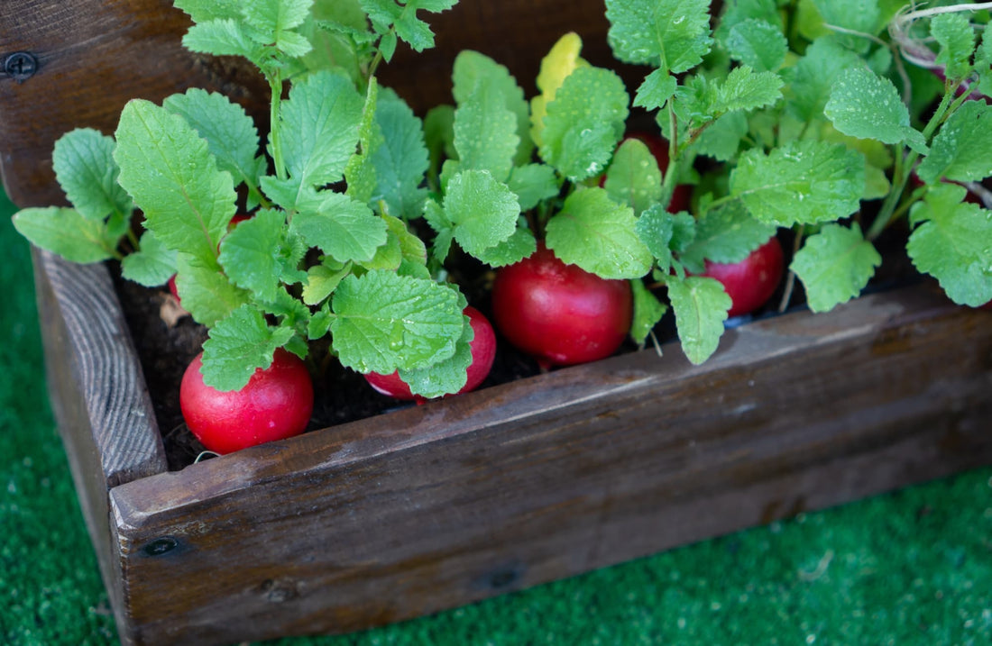 red radish tubers with leafy foliage in a wooden container