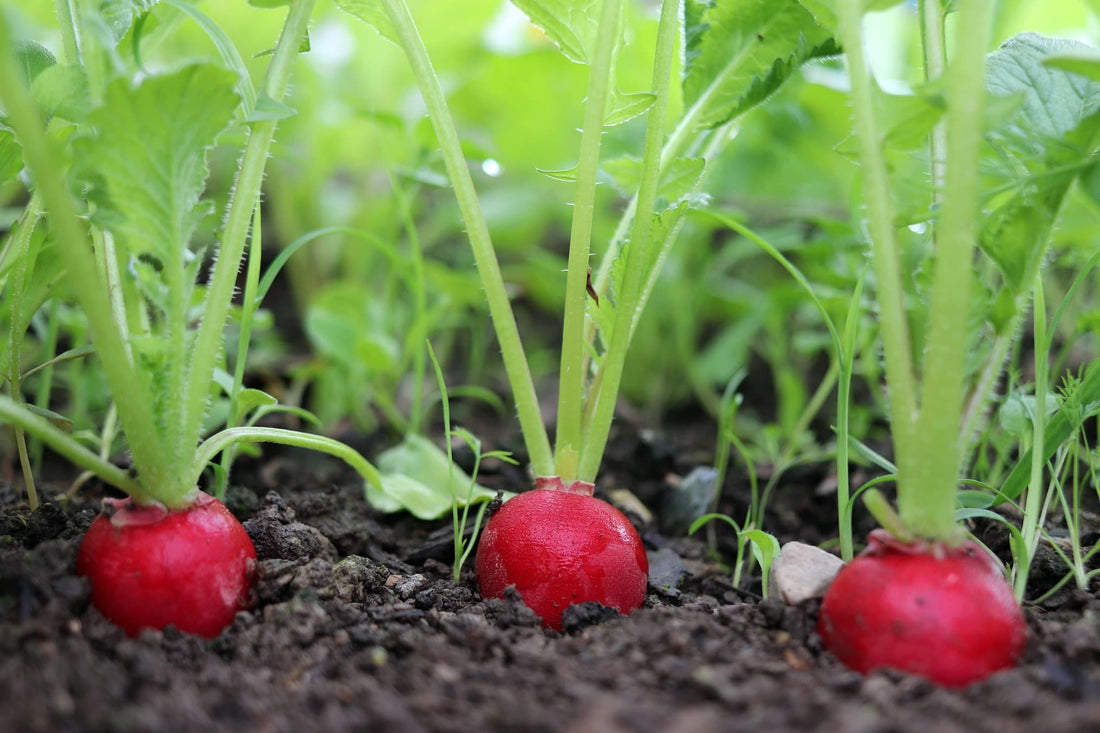 deep red radish plants in garden soil