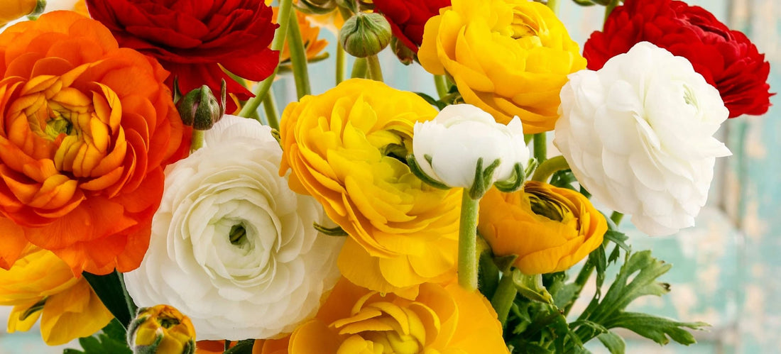 beautiful persian buttercup flowers in white, orange and red hues