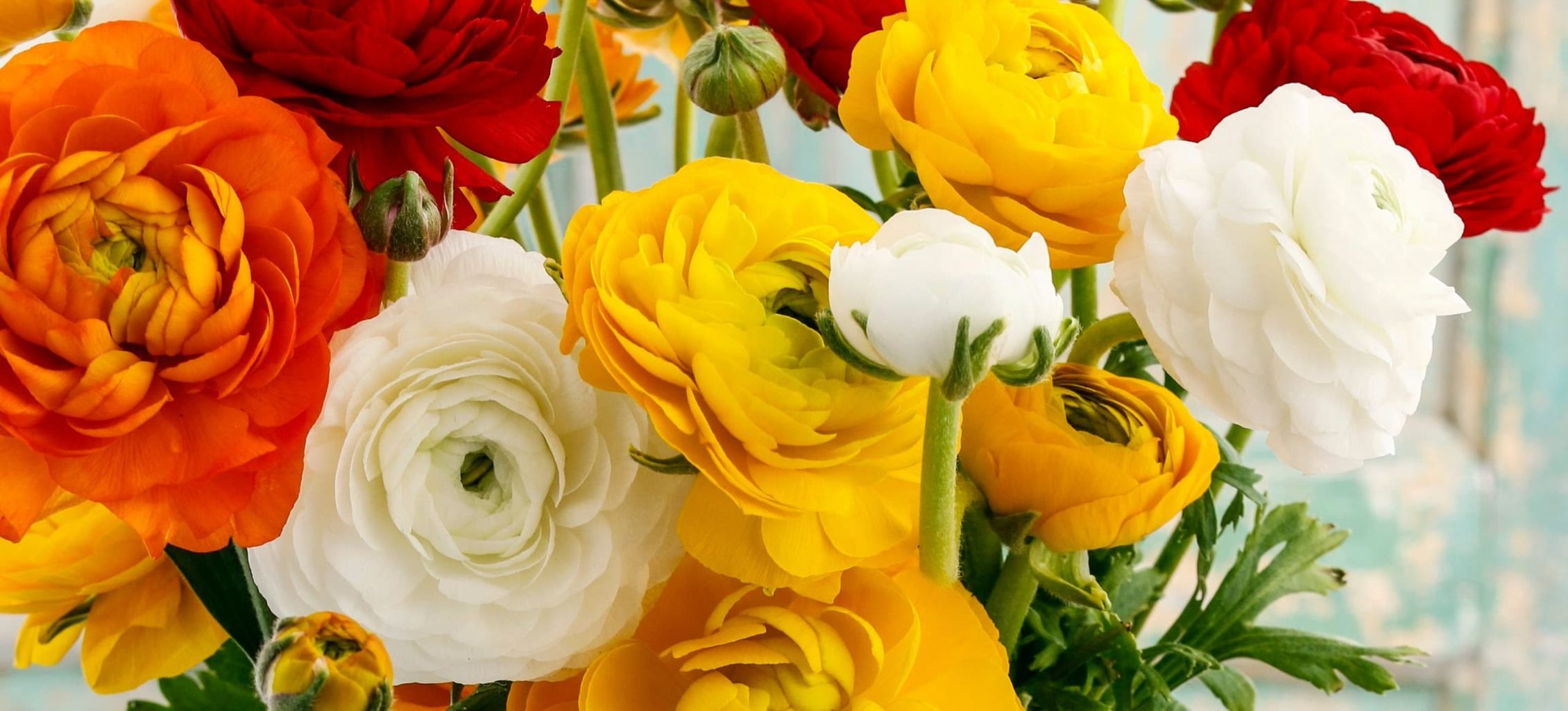 beautiful persian buttercup flowers in white, orange and red hues