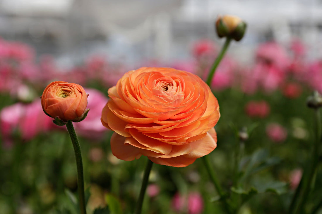 orange flowering ranunculus plant growing outside in front of pink flowers