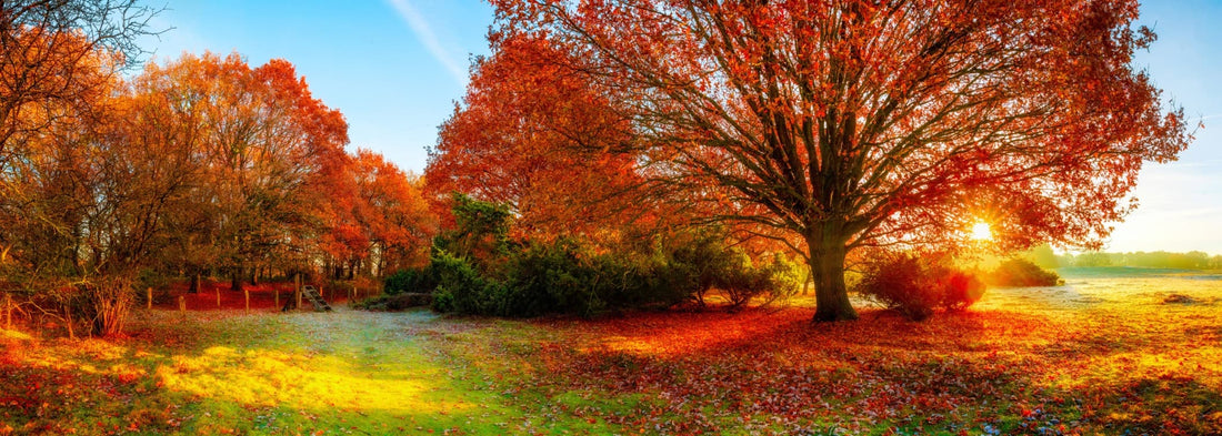a large oak tree whose leaves have turned red in autumn