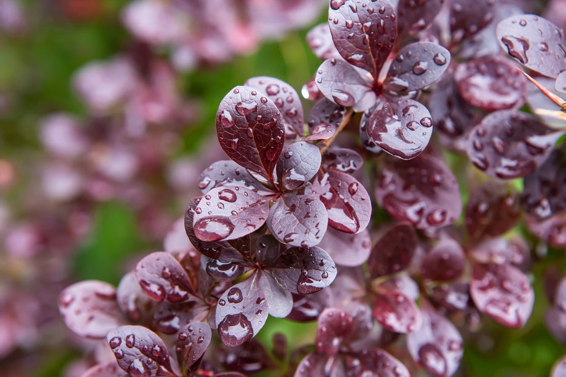 red leaves of barberry shrub covered in water droplets