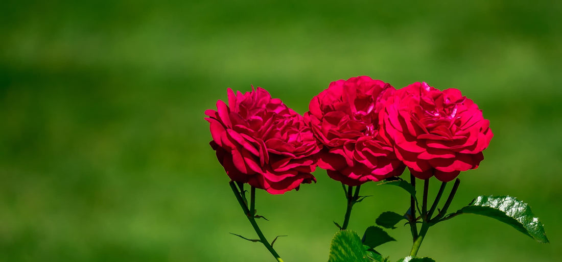 three red roses in focus