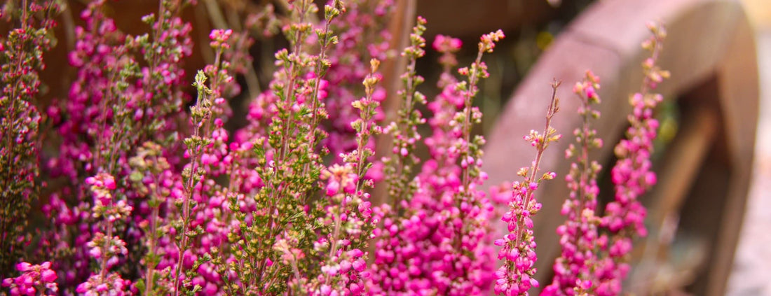 pink Calluna vulgaris heather