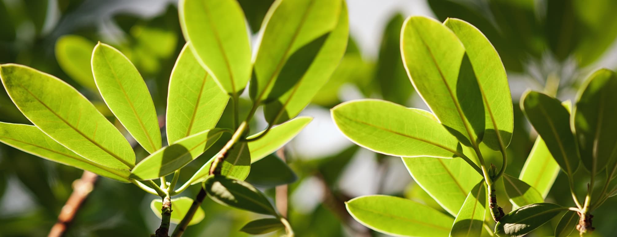 leaves of rhododendron in bright sunlight