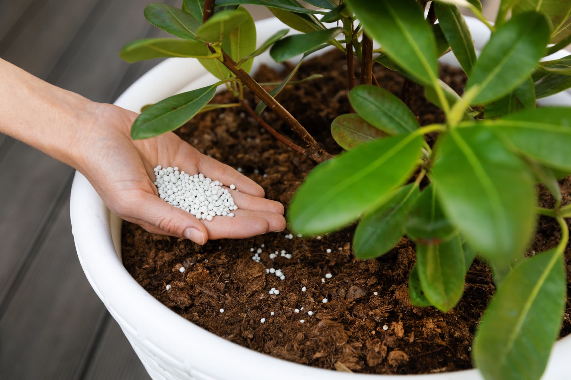 a rhododendron shruyb with lanceolate leaves growing in a wide pot that is being covered with a handful of granular formula