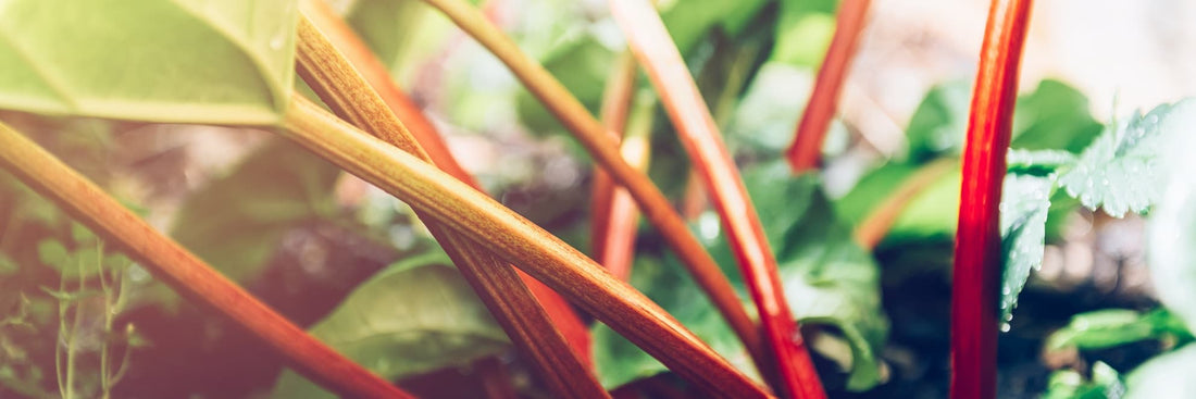 fresh rhubarb growing in a garden