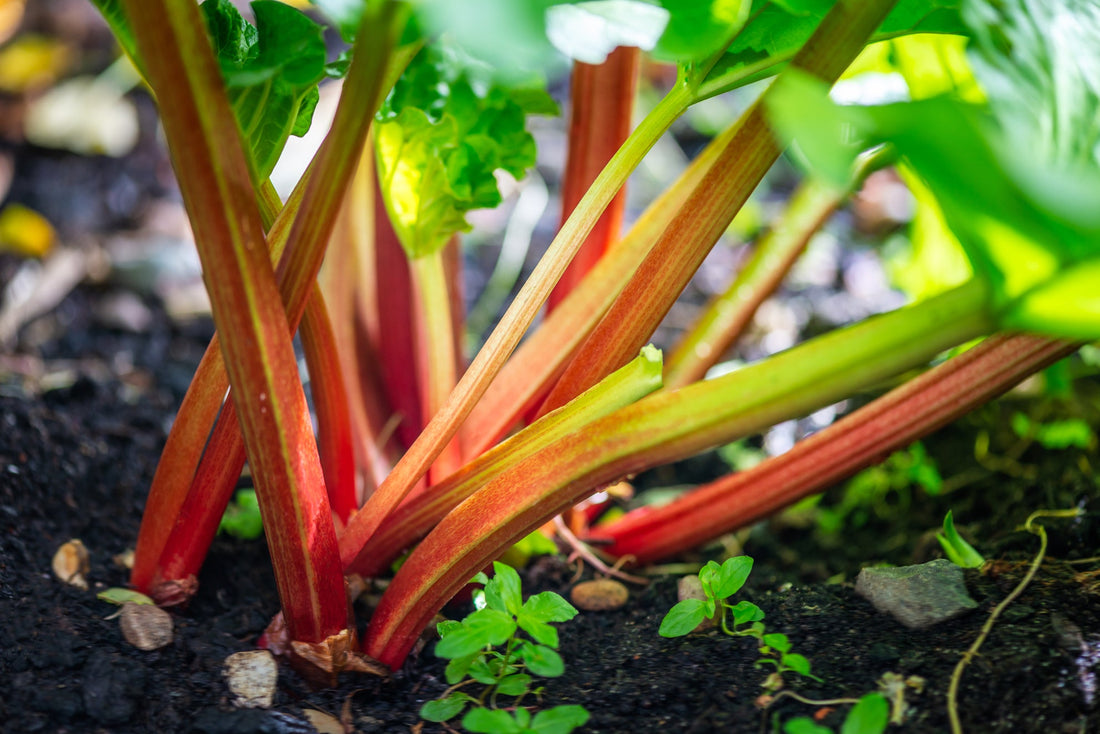 close-up of the purple, red and yellow stems from a rhubarb plant with green leaves growing from soil outside