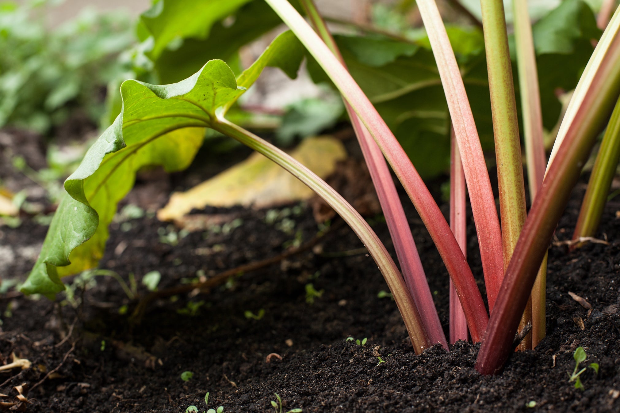rhubarb plant with yellow and purple stems growing in the ground outside