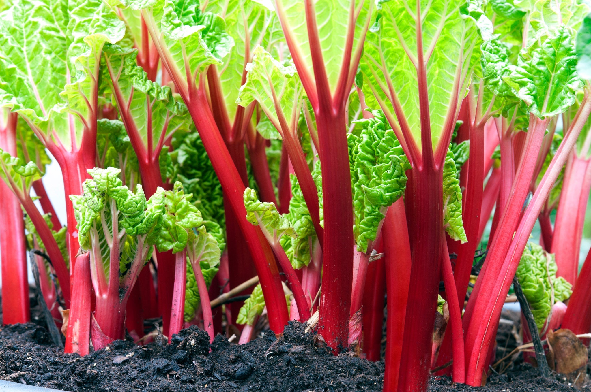 rhubarb plants with tall red stems and green leaves growing from soil outside