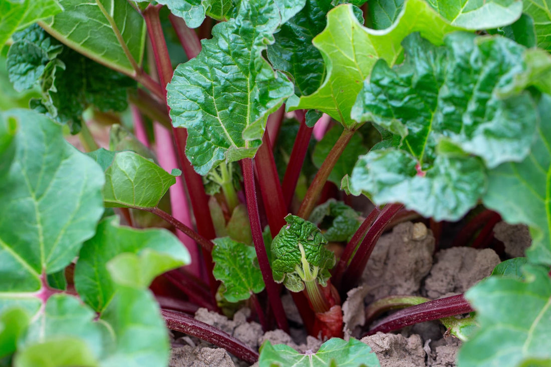 fresh growth of rhubarb plants emerging in spring