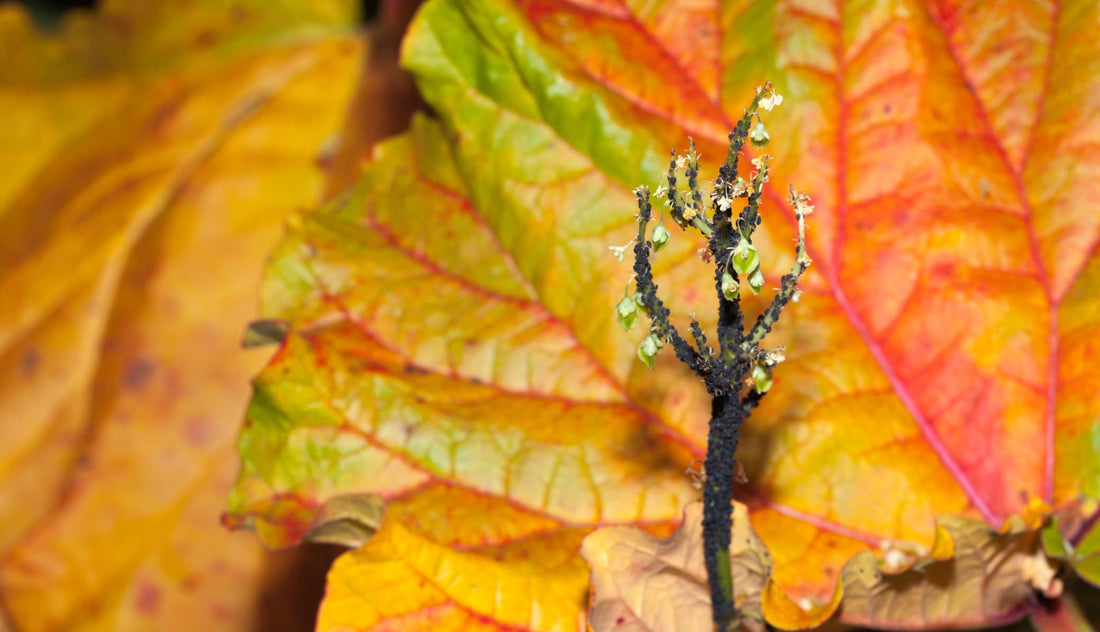 rhubarb leaf with shades of brown, red, green and yellow