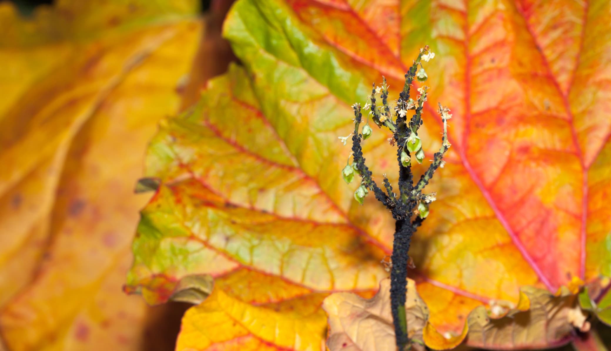 rhubarb leaf with shades of brown, red, green and yellow