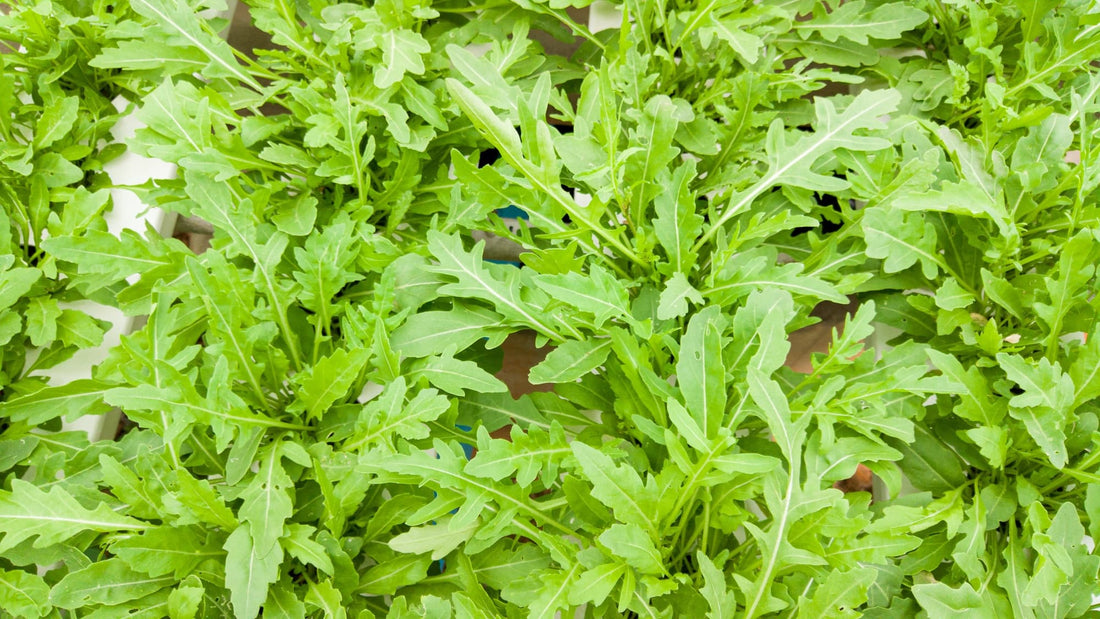 Wild arugula rocket leaves