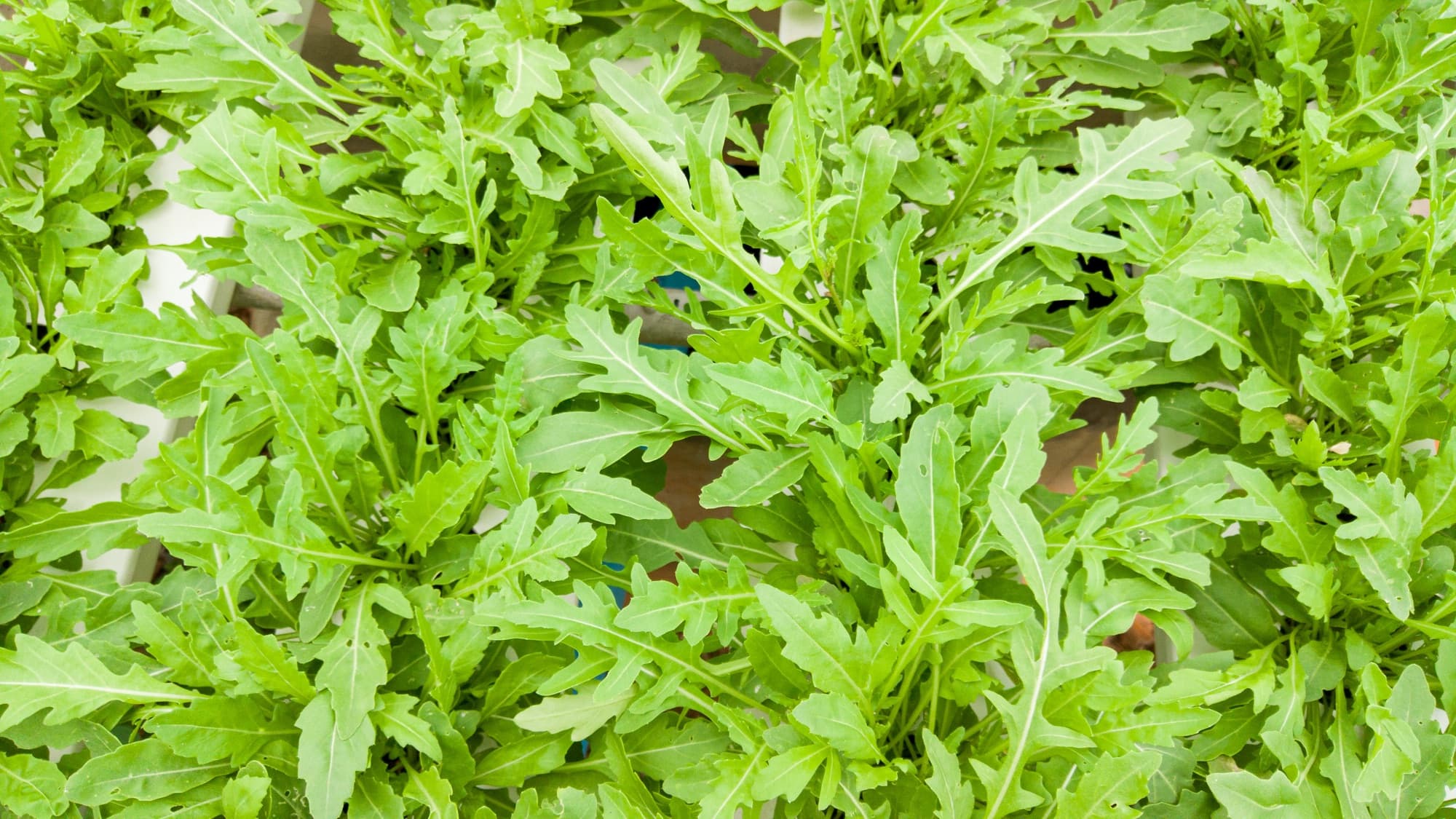 Wild arugula rocket leaves