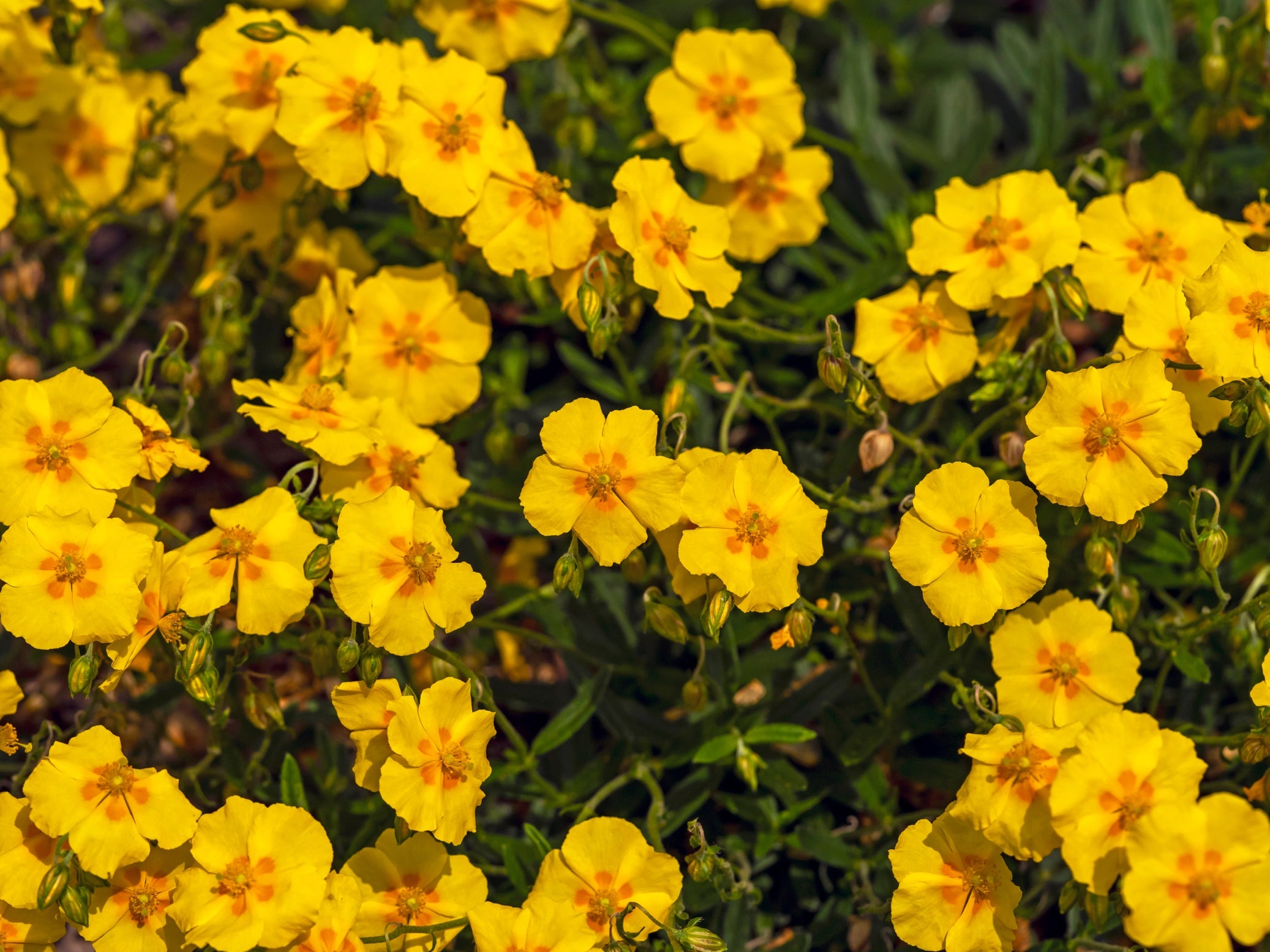 yellow flowering helianthemum shrub with dark foliage growing outside