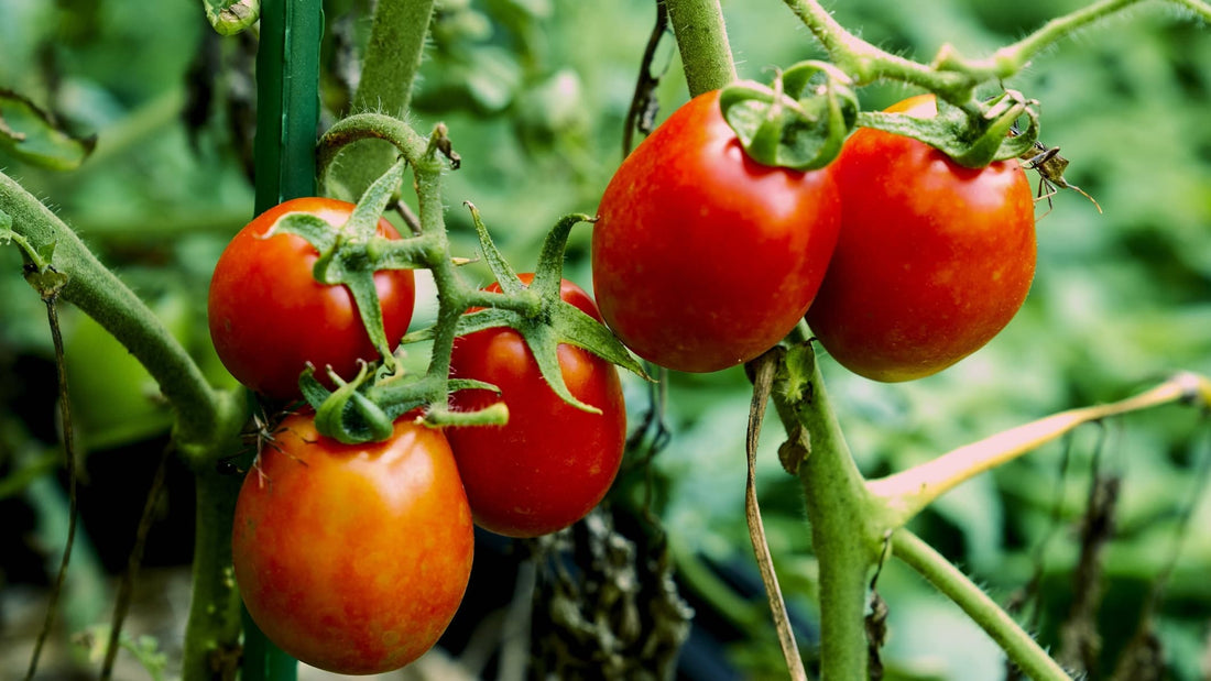 roma tomatoes on the vine