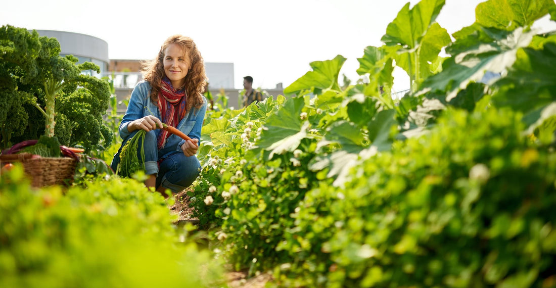 woman harvesting vegetables on a rooftop garden