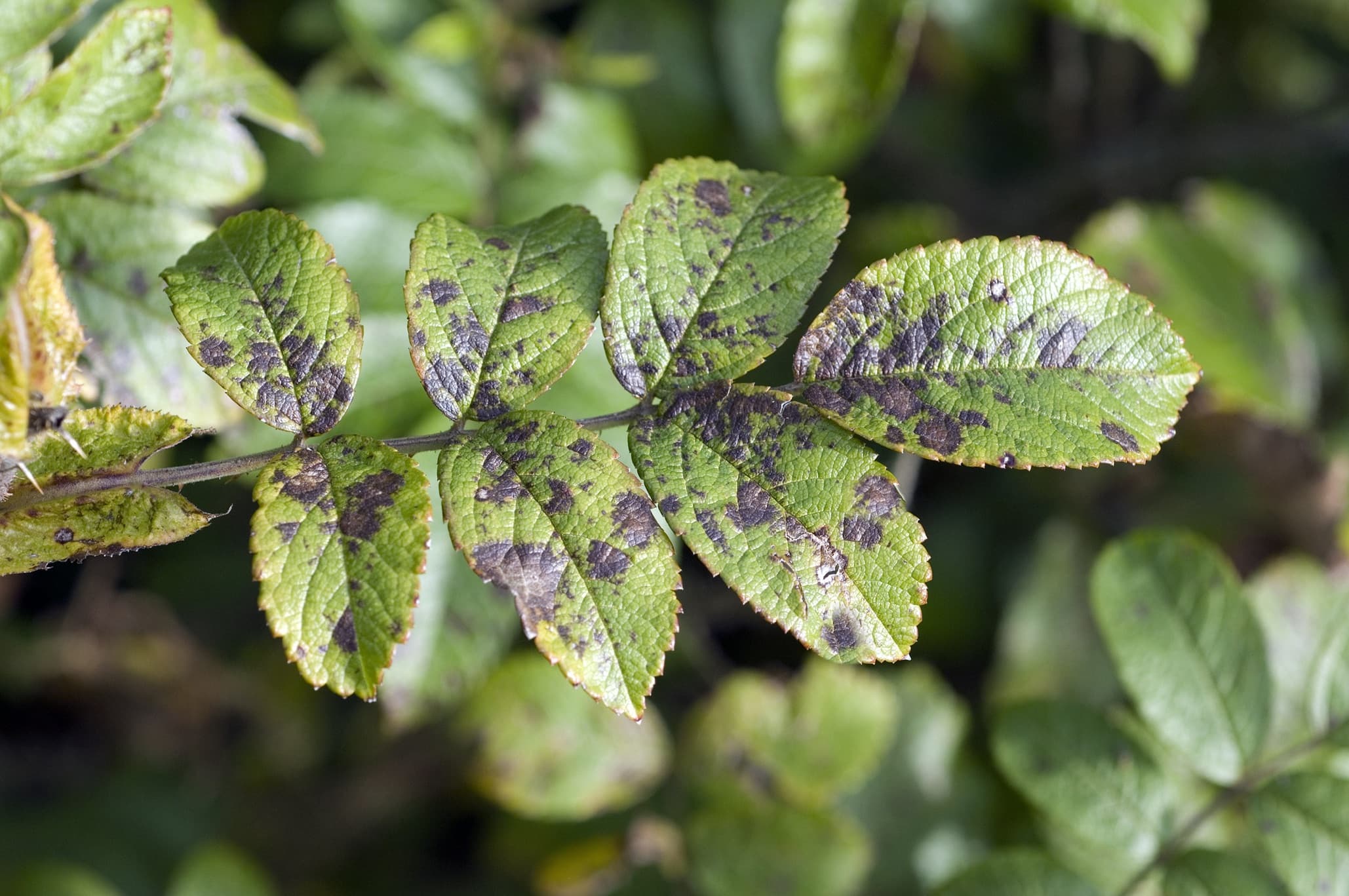 Blackspot (Diplocarpon) on a rose bush
