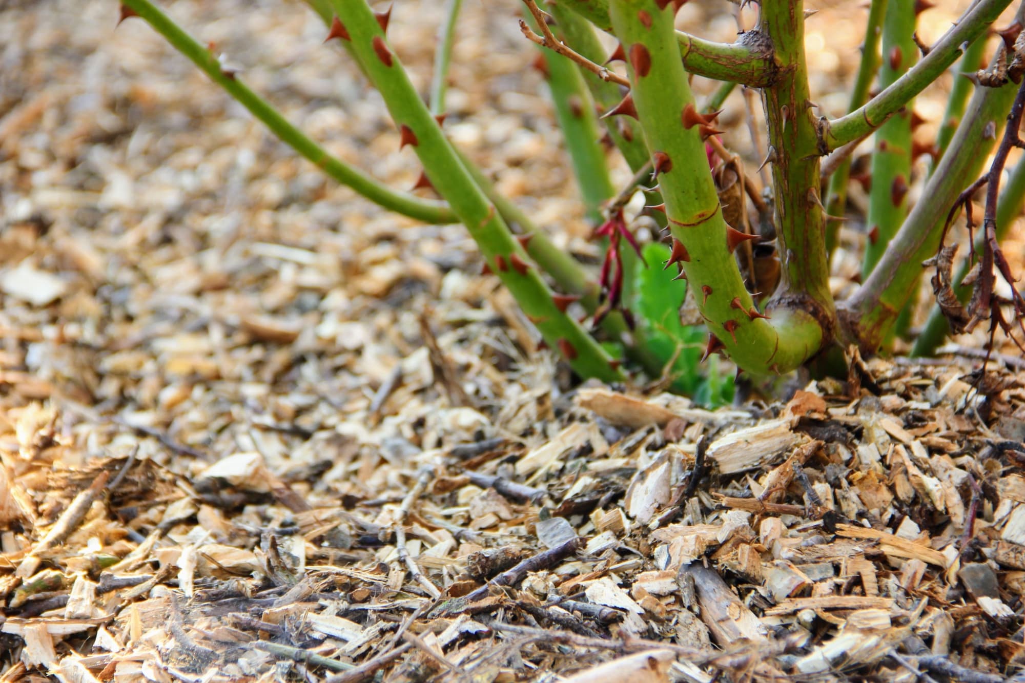 base of a recently planted rose shrub growing from the ground mulched in wood chip