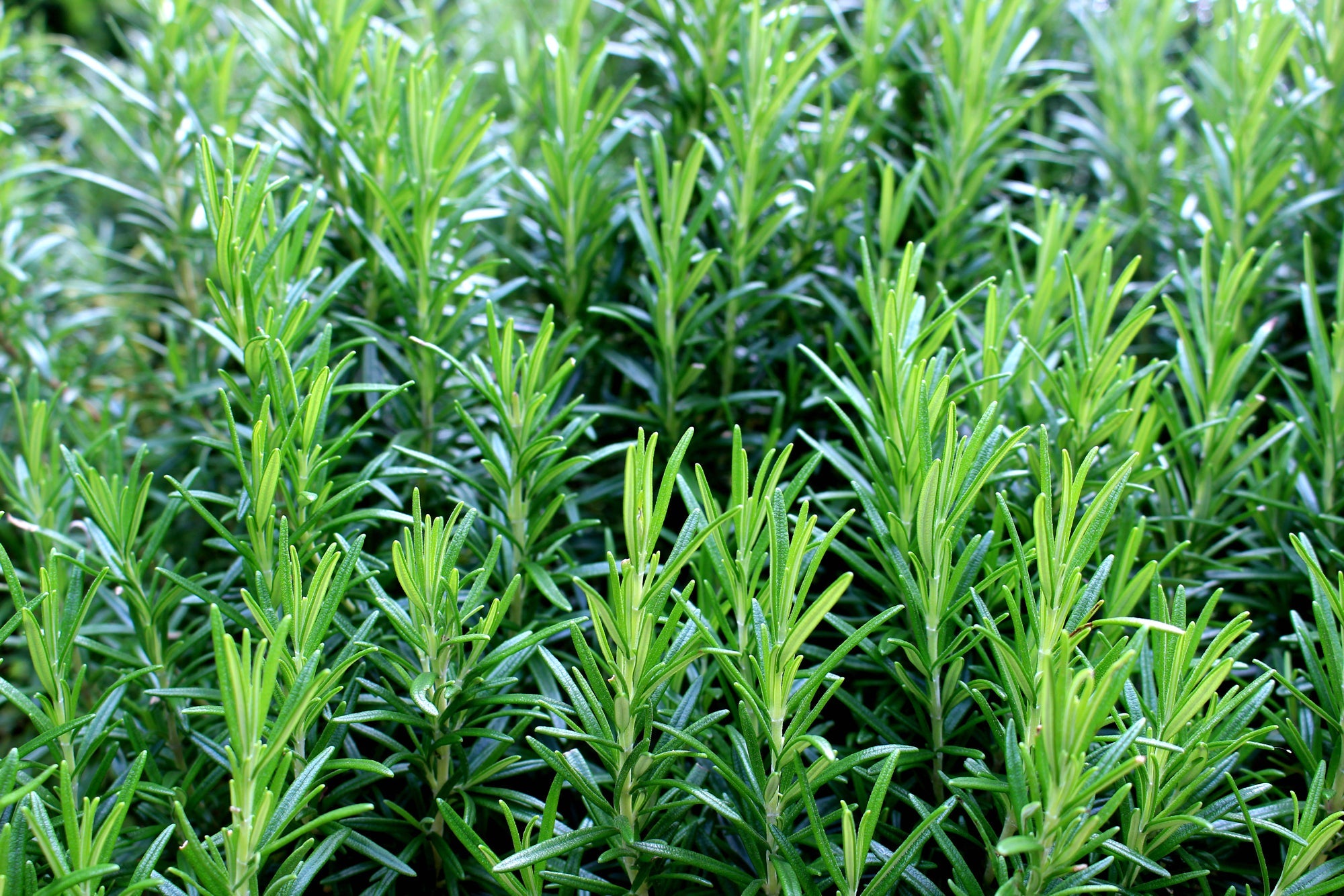 rosemary plants with tall green leaves growing outdoors