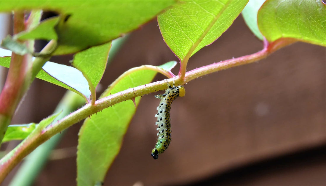 rose sawfly larvae hanging from a leaf