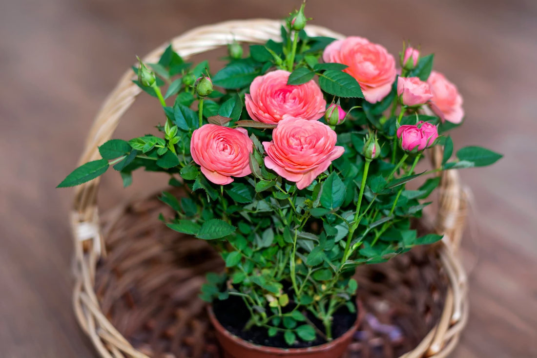 pink roses growing in a straw basket