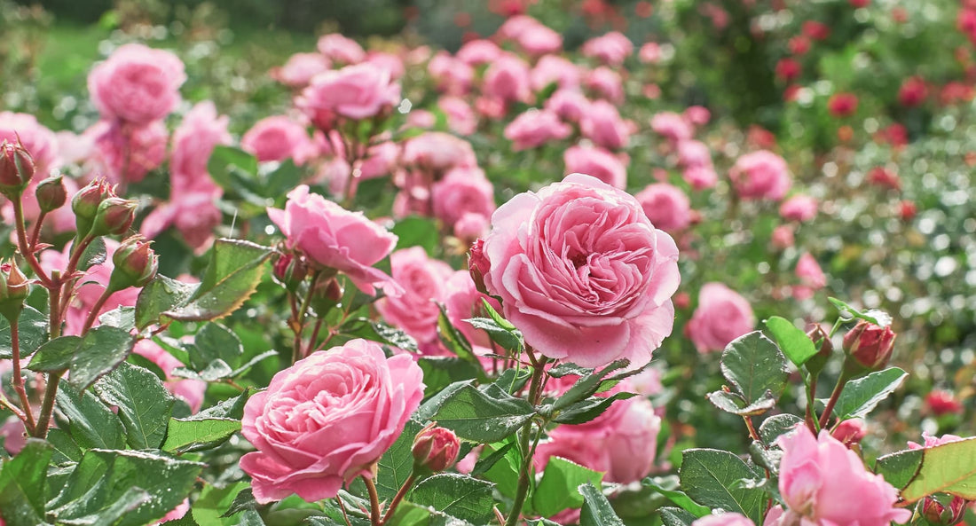 pink flowering rosa shrub with rosette-forming blooms atop tall red stems