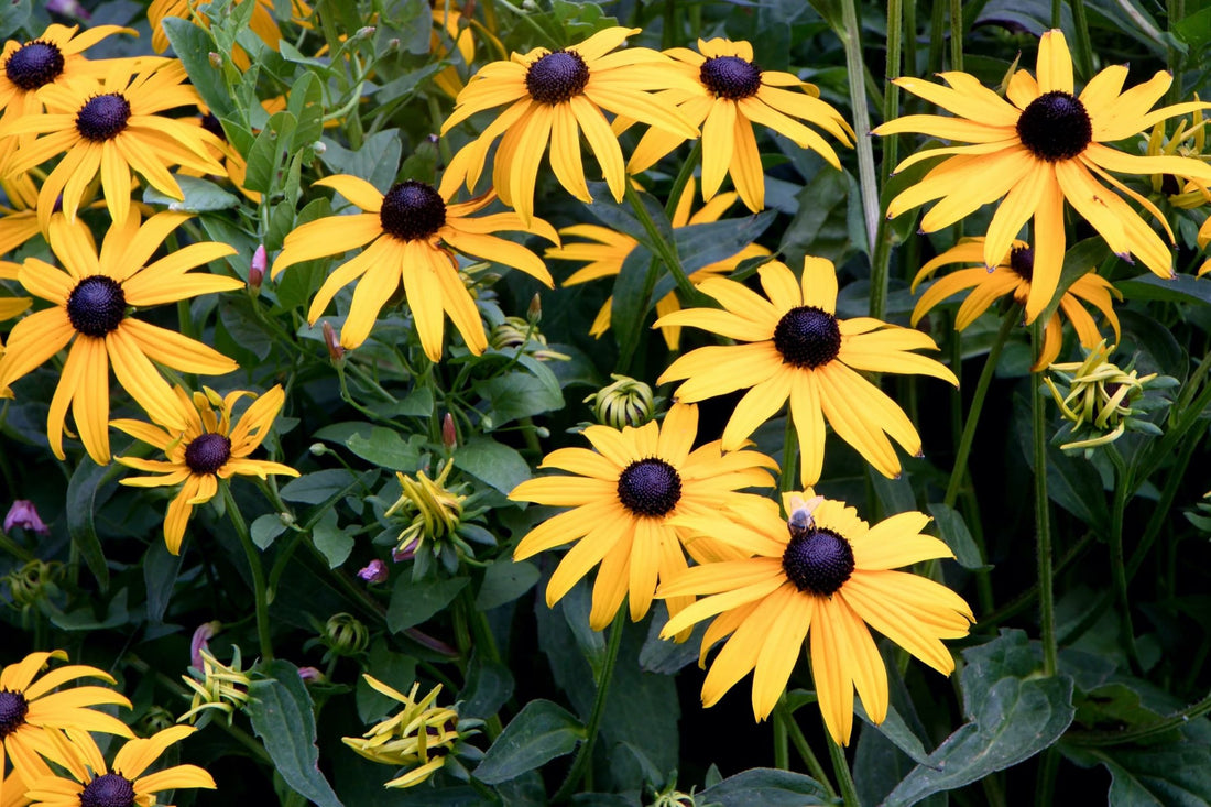 beautiful bright yellow rudbeckia flowers