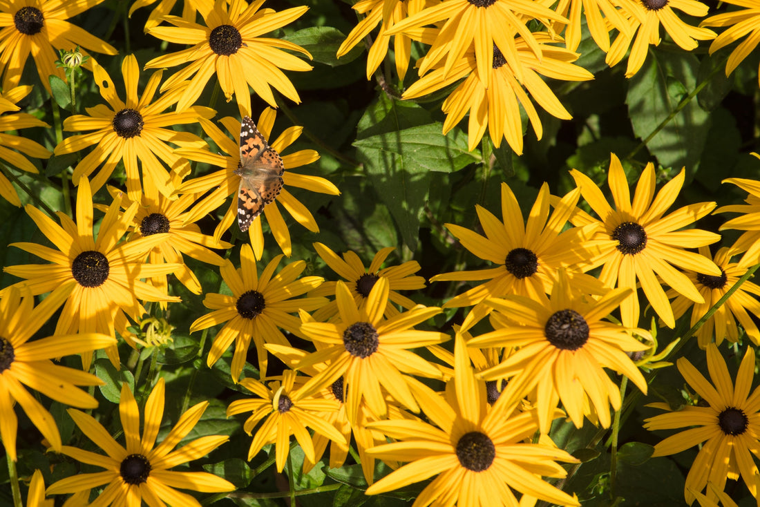 yellow flowering rudbeckia growing outside with a butterfly resting on one of the flowerheads