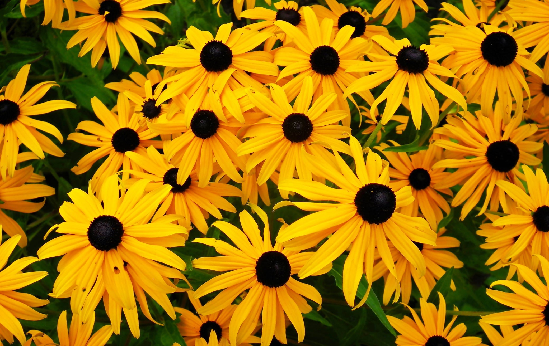yellow flowering rudbeckia plant with black centres growing in a cluster outside