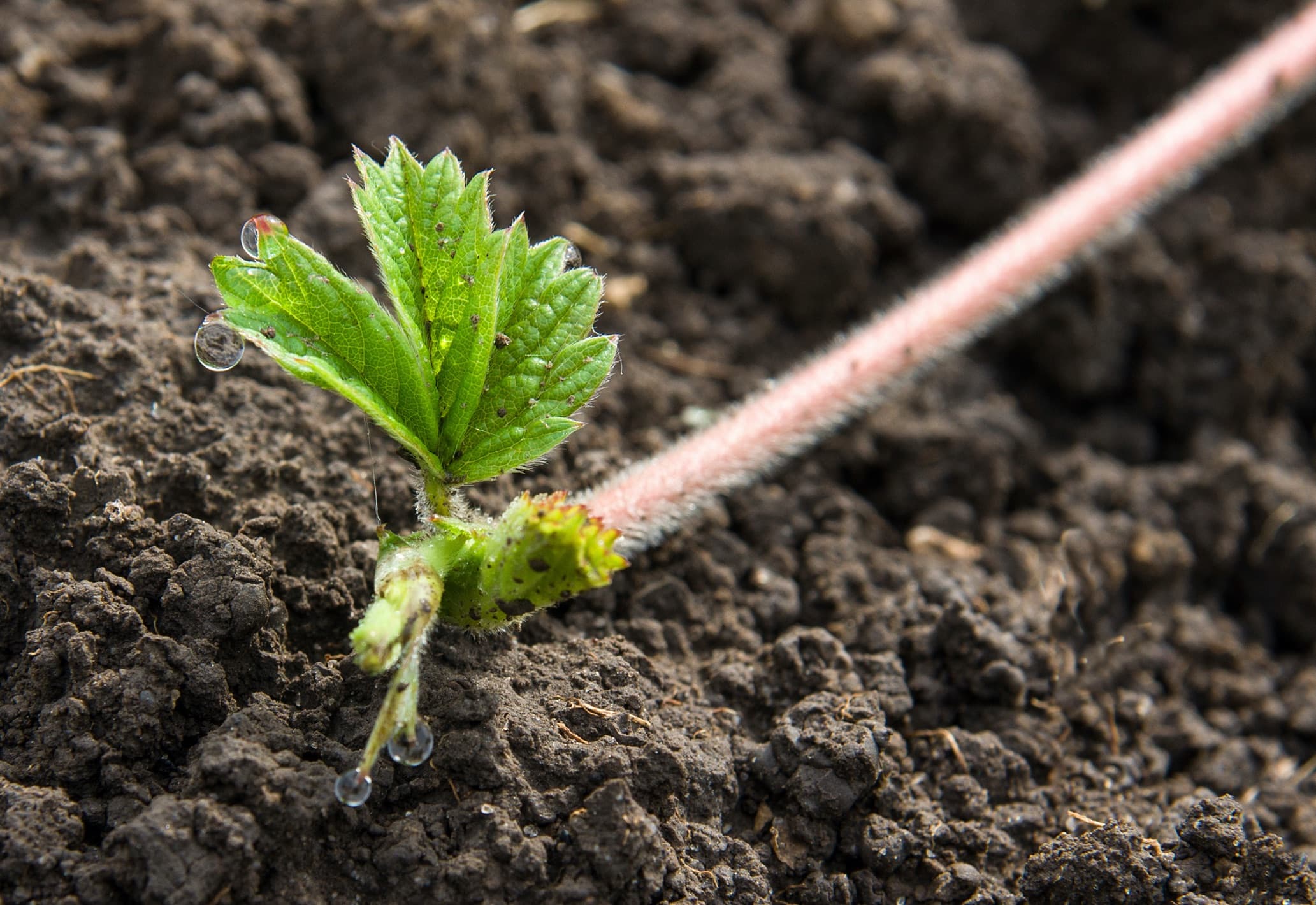 a strawberry runner above soil