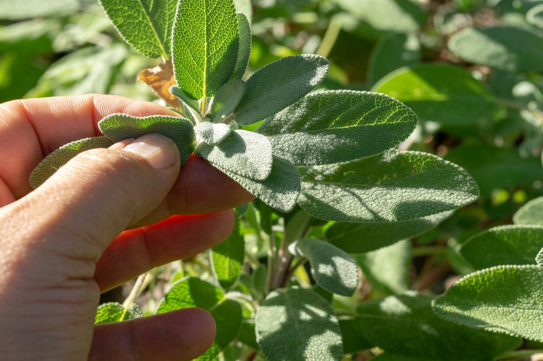 sage leaves that have been harvested being held in front of a sage plant