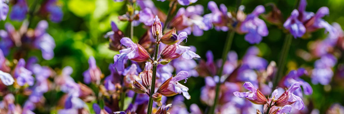 panoramic view of purple salvia flowers