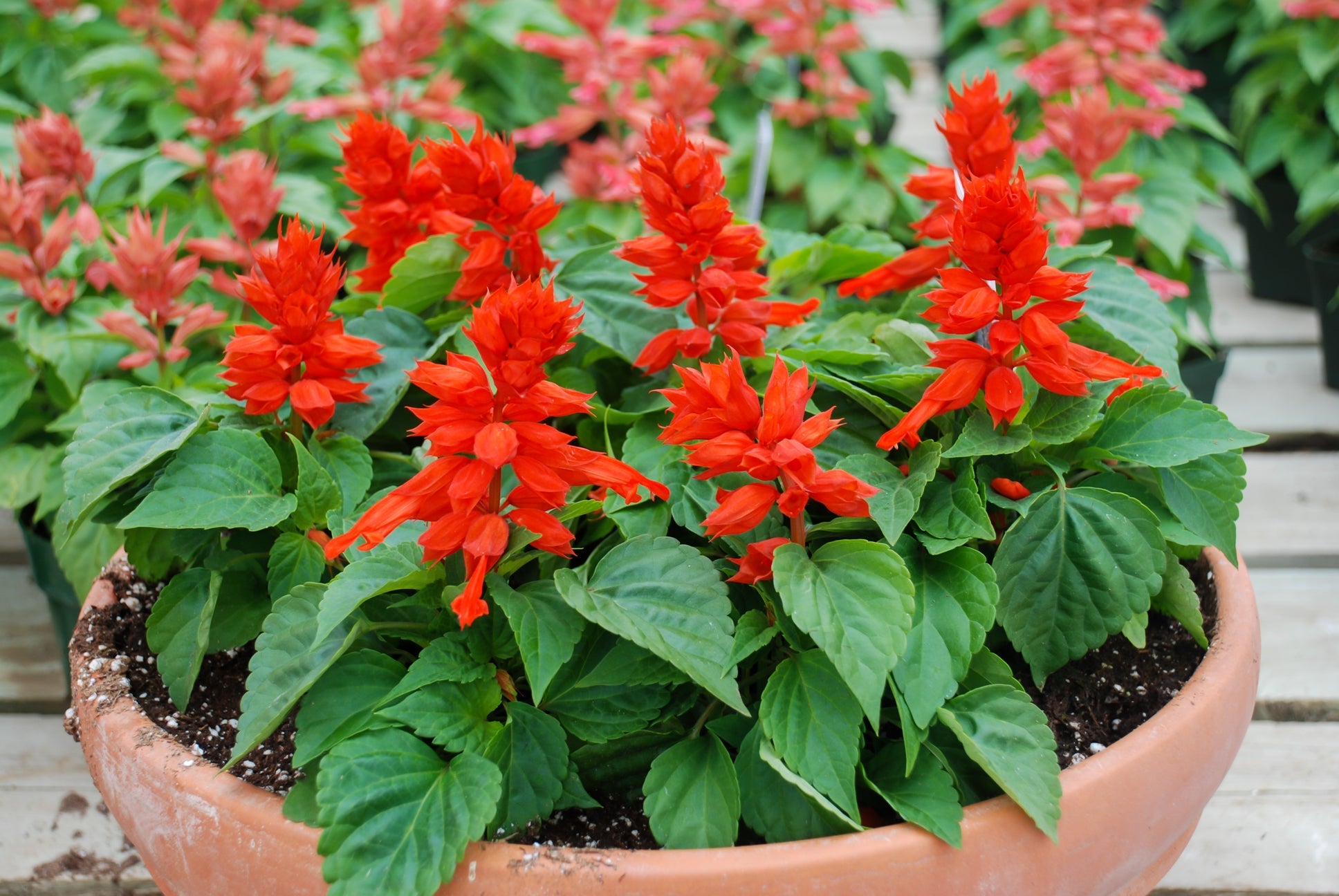 red flowering salvia plant growing in a pot outside