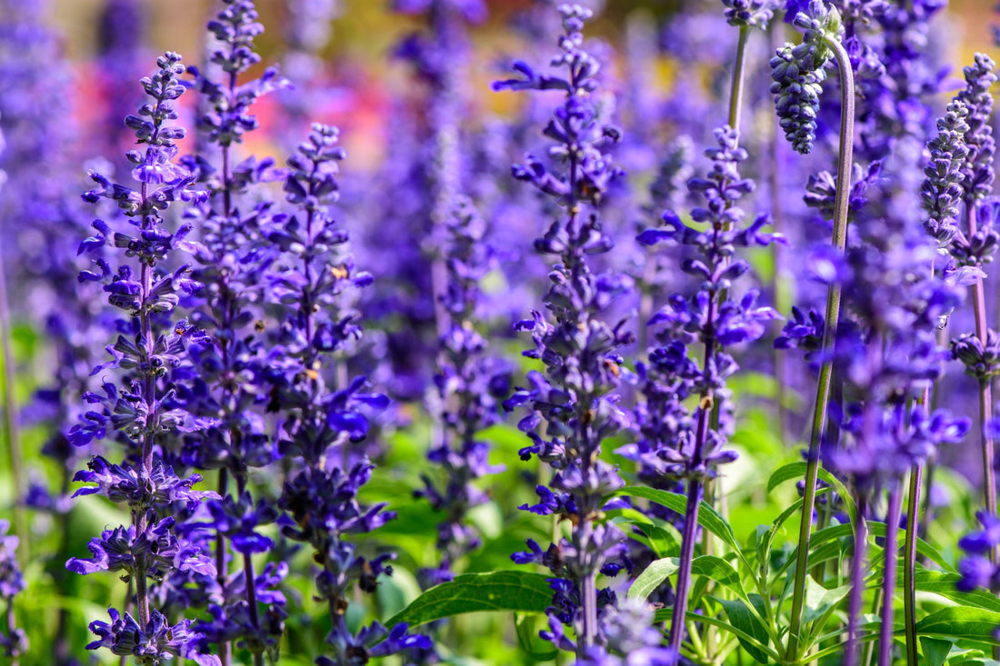 tall stems from a salvia shrub with small clusters of purple flowers growing along them