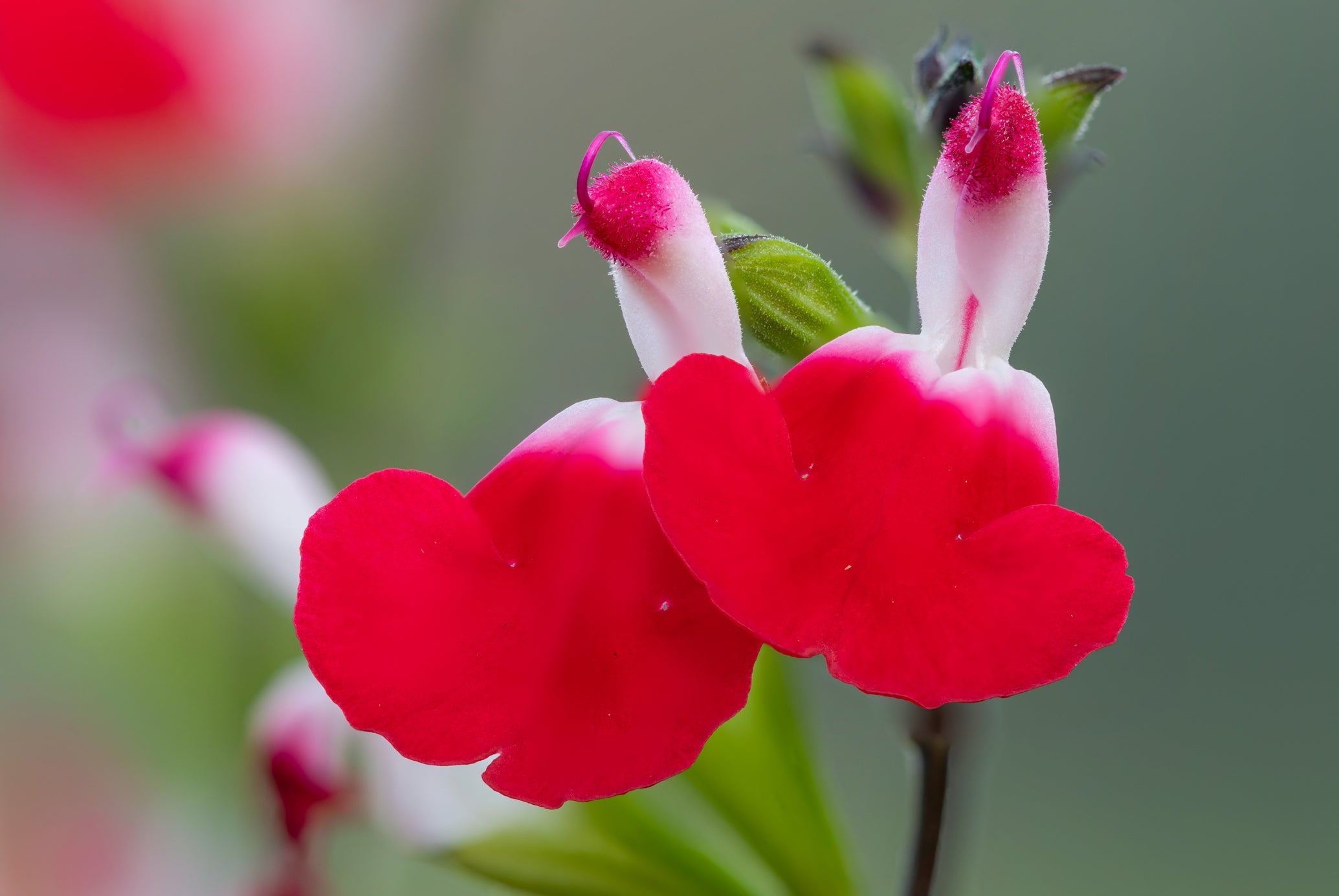 red and white flowers from salvia 'hot lips' plant growing outside