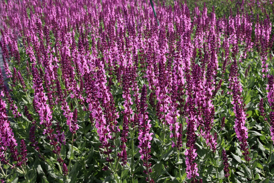 tall stems from a salvia plant bearing lots of pink flowers growing in a field outdoors
