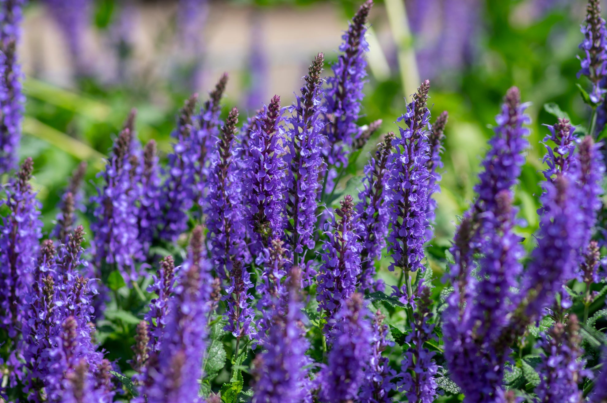 purple flowering salvia plants growing outside in a garden bed