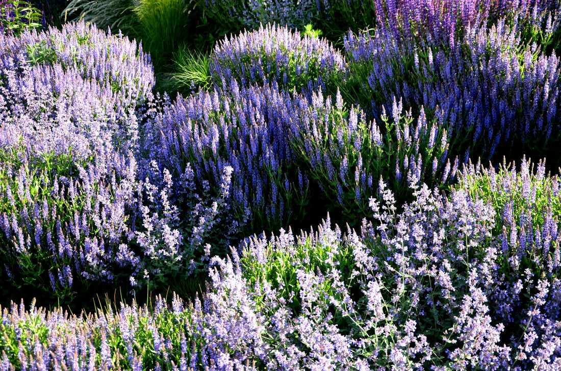 purple flowering salvia shrubs growing outside next to each other