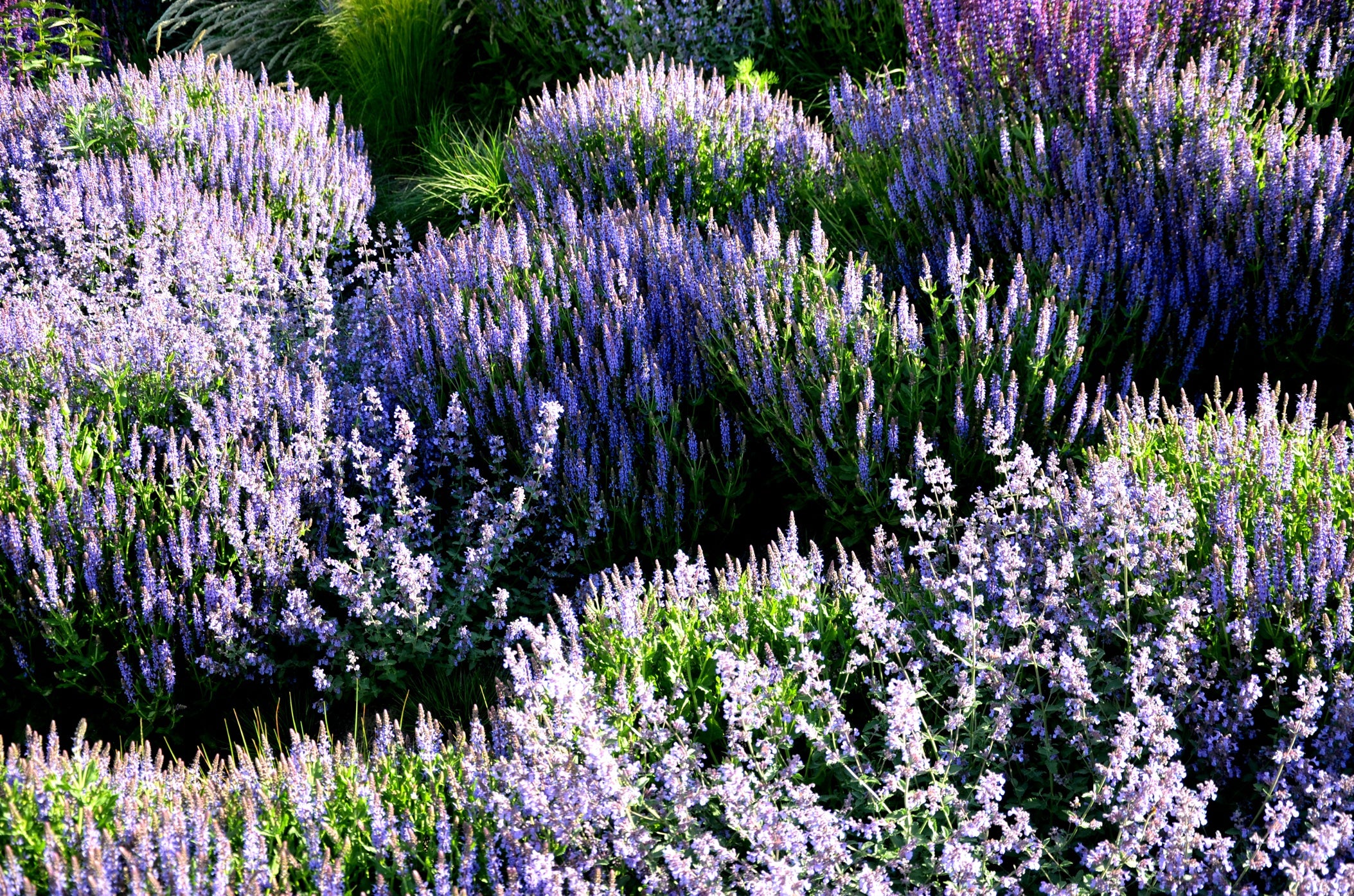 purple flowering salvia shrubs growing outside next to each other