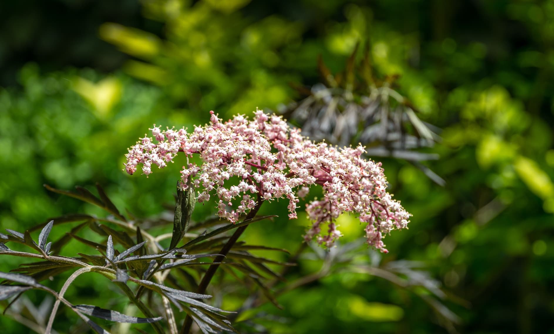 Sambucus nigra white blossoms