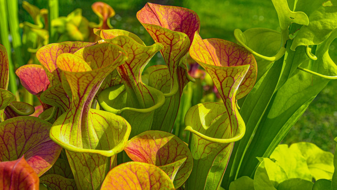 1. Sarracenia flava with orange and green tubers